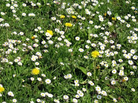Łąka pełna stokrotek