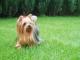 www.yorkiandras.pl.tl