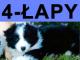 Sklep zoologiczny 4-Łapy